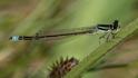 Ischnura pumilio (Scarce Blue-tailed Damselfly) male 5.jpg